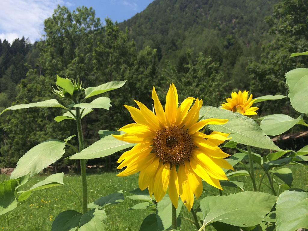 Maso Franceschella Bed & Breakfast Carano  Ruang foto